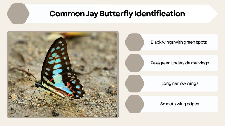 Common Jay Butterfly Identification