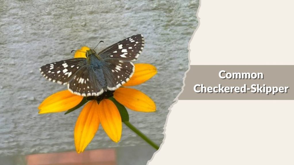 Common Checkered-Skipper