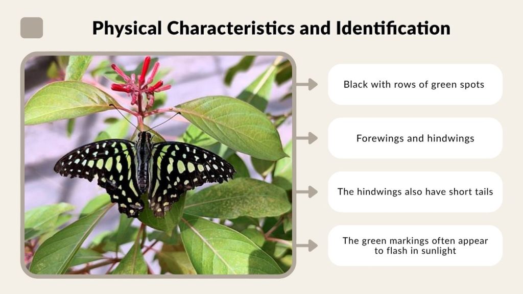 Tailed Jay Butterfly Identification