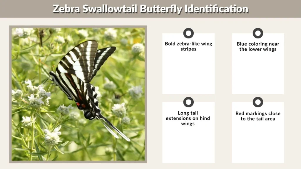 Zebra Swallowtail Butterfly Identification