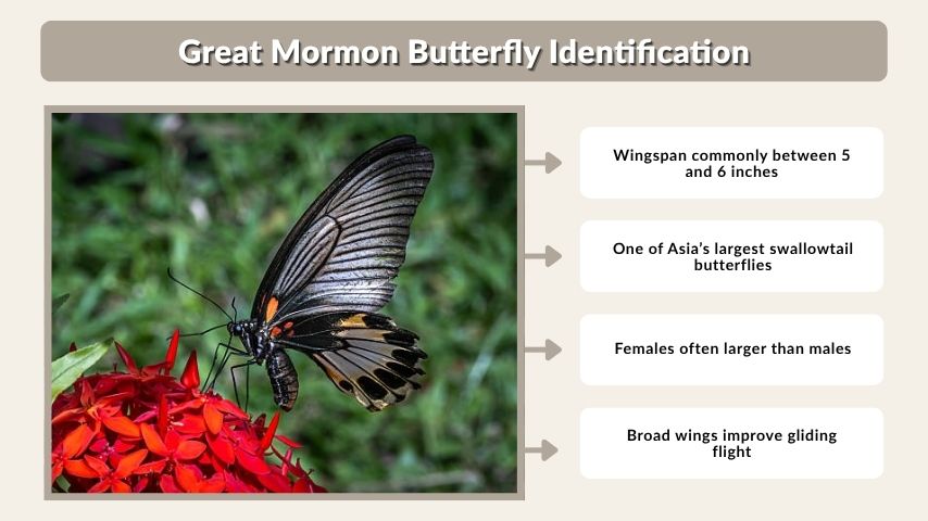 Great Mormon Butterfly Identification