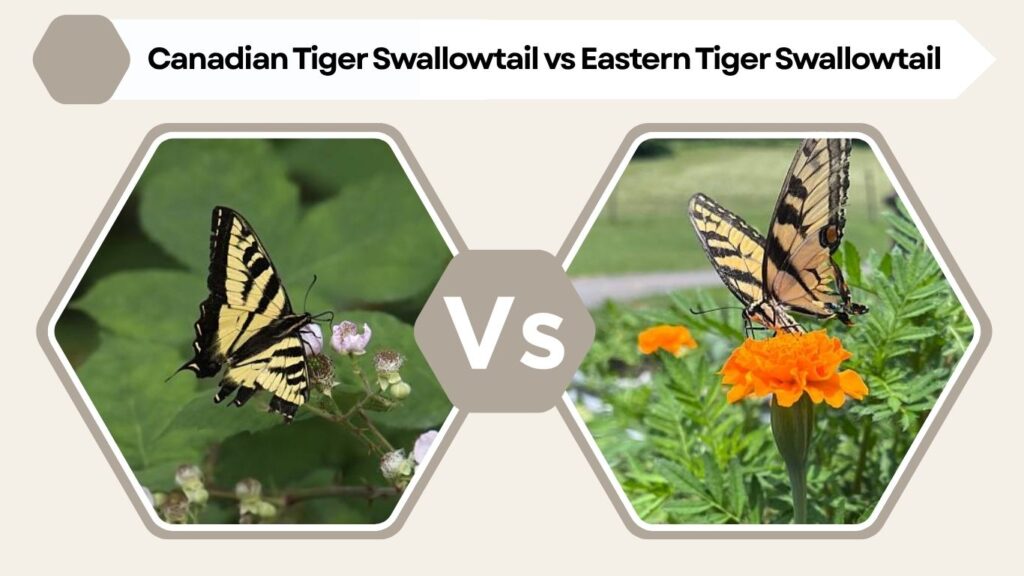 Canadian Tiger Swallowtail vs Eastern Tiger Swallowtail