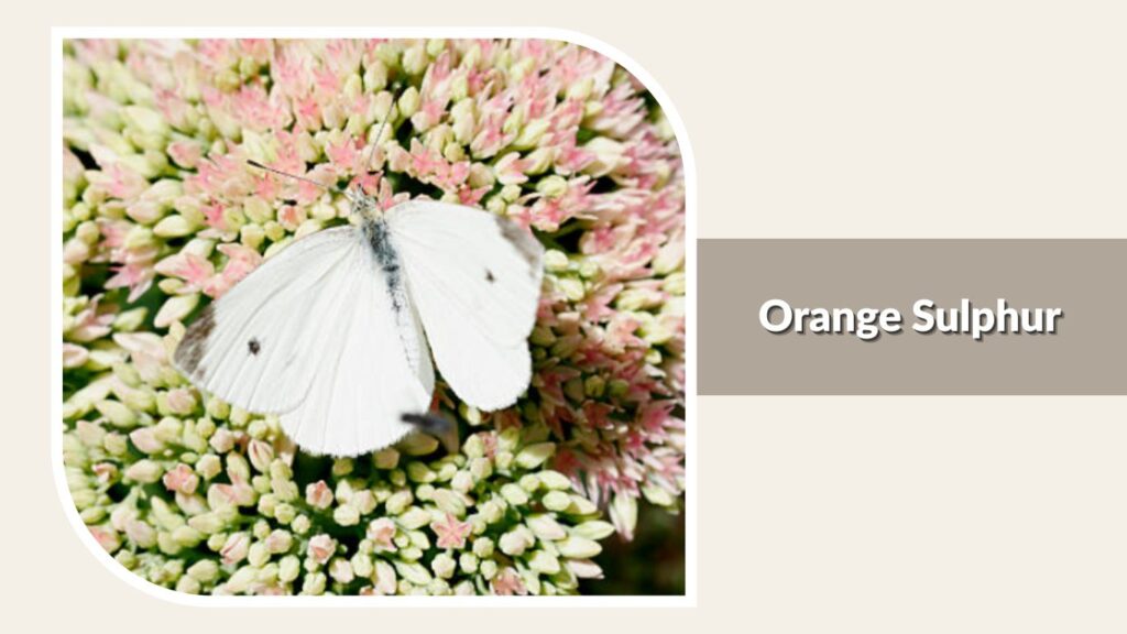 Orange Sulphur