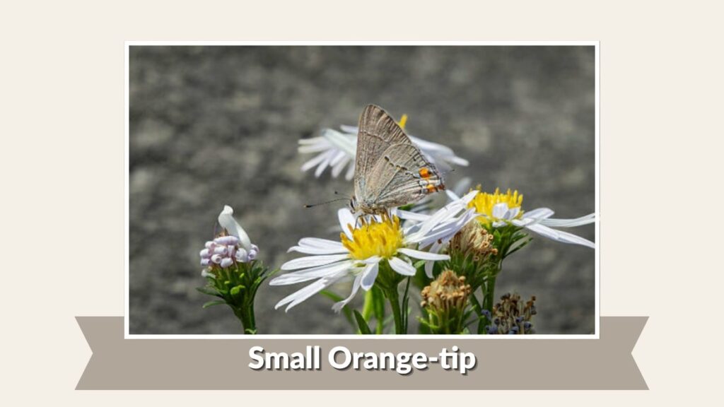 Small Orange-tip
