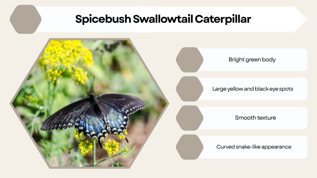 Spicebush Swallowtail Caterpillar