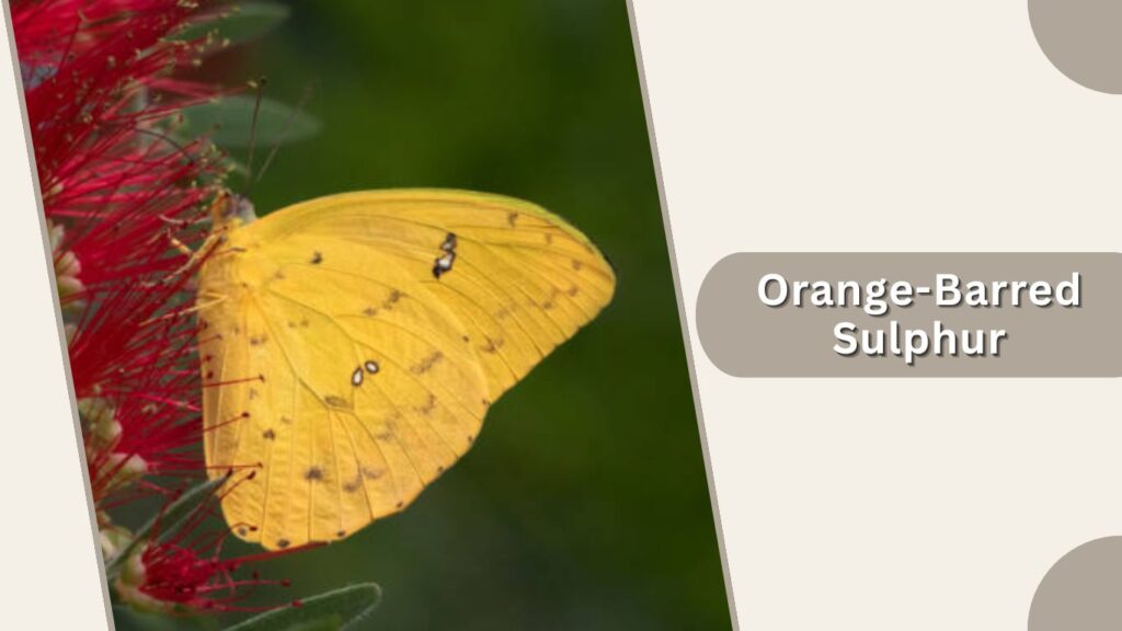 Orange-Barred Sulphur