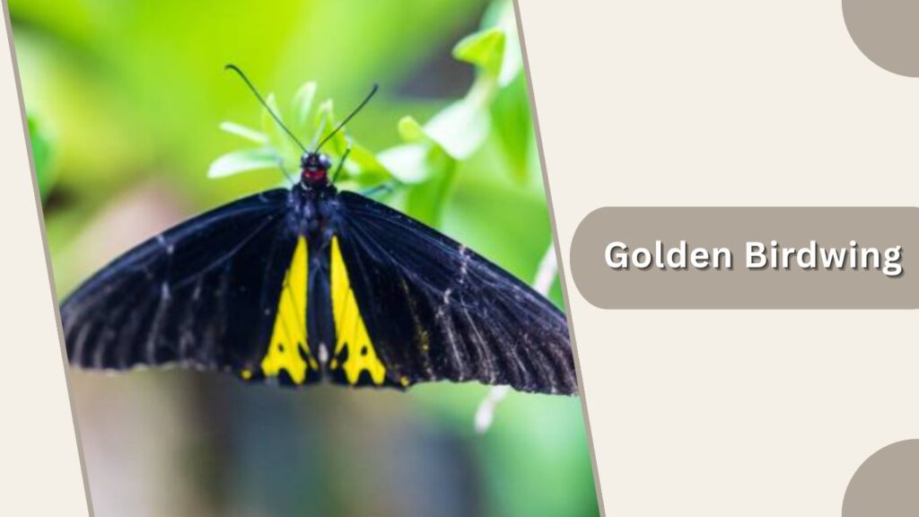  Golden Birdwing