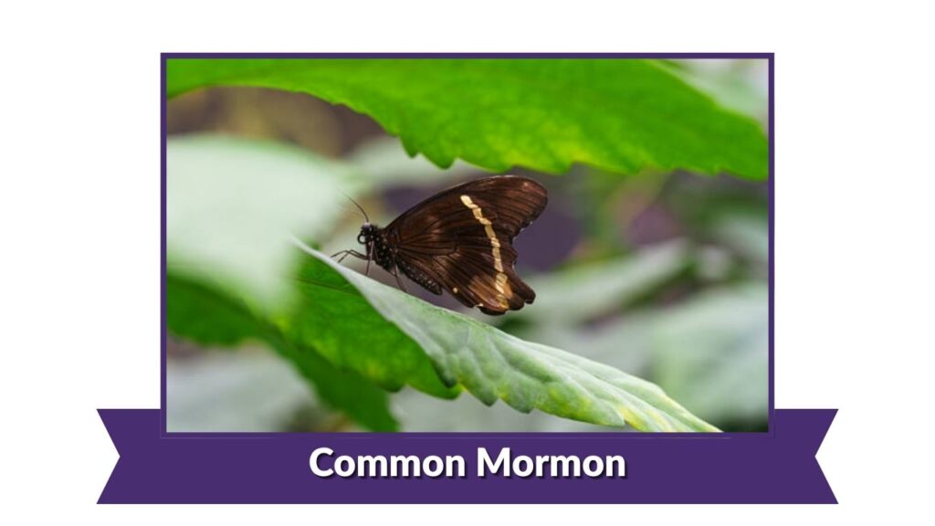 Common Mormon