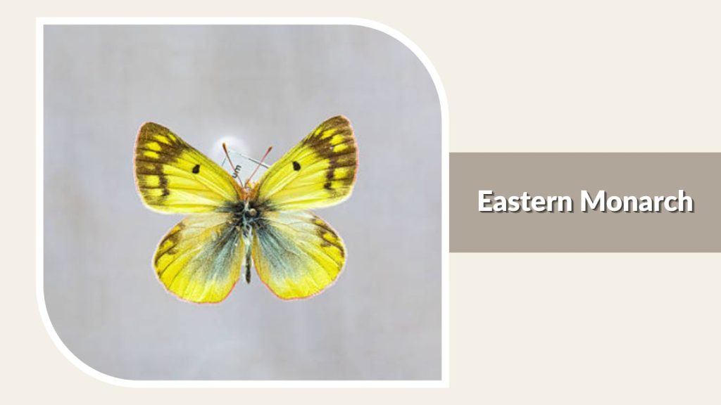 Eastern Monarch