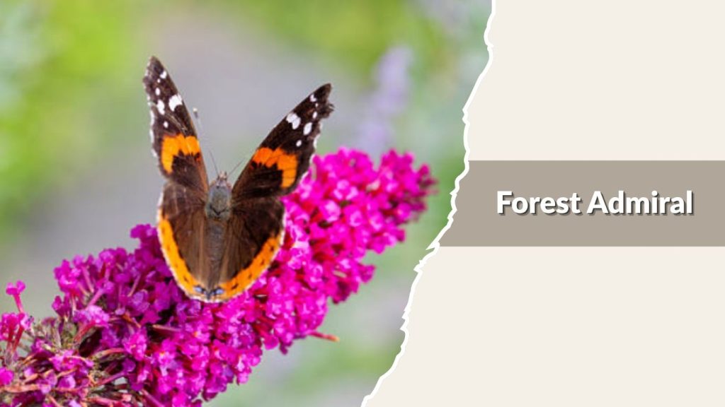 Forest Admiral