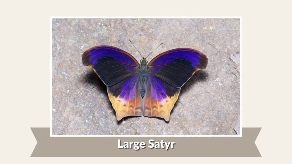 Large Satyr
