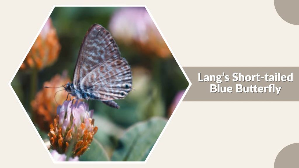  Lang’s Short-tailed Blue Butterfly