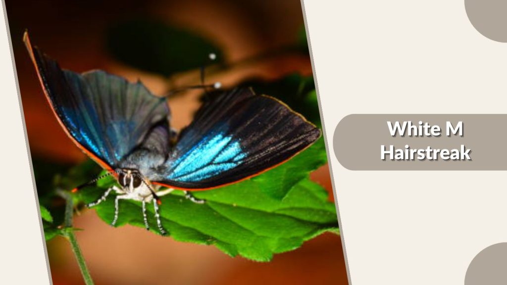  White M Hairstreak