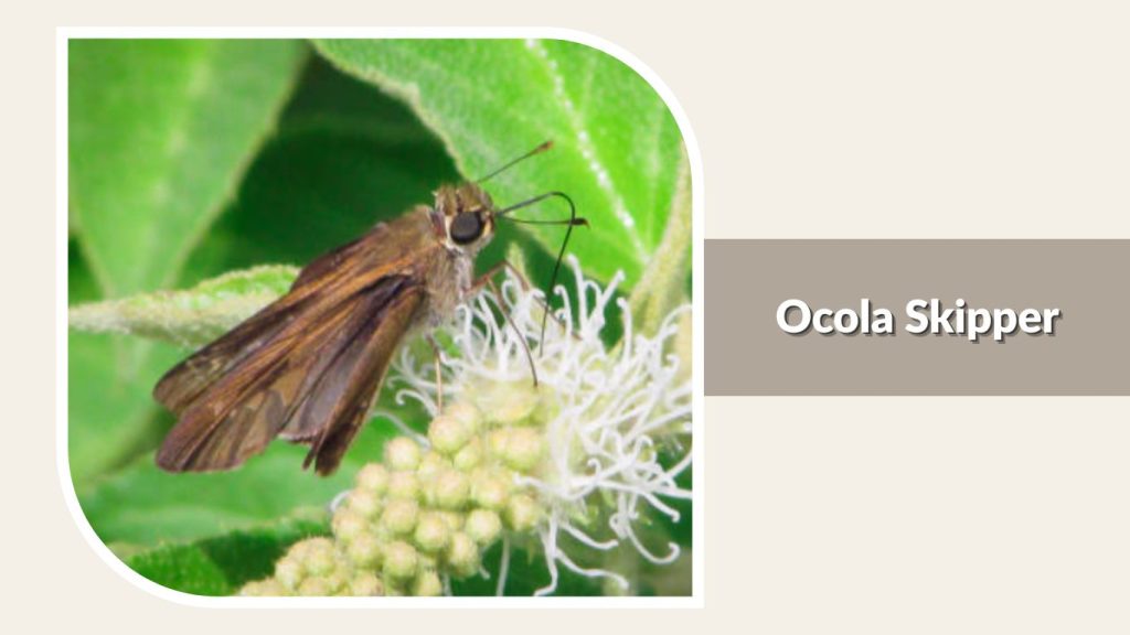 Ocola Skipper