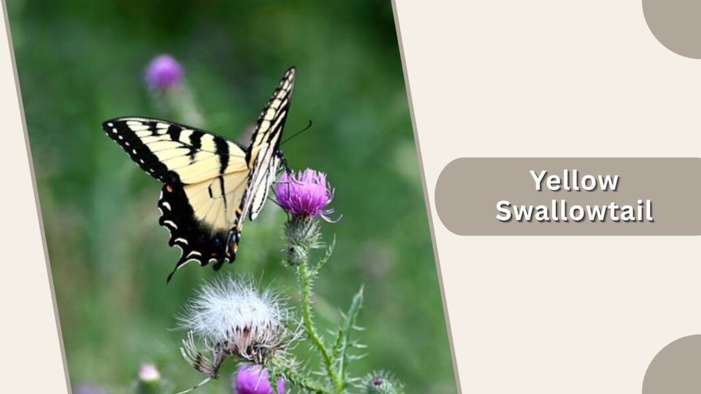 Yellow Swallowtail