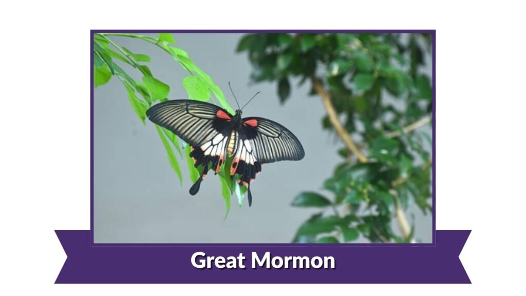 Great Mormon