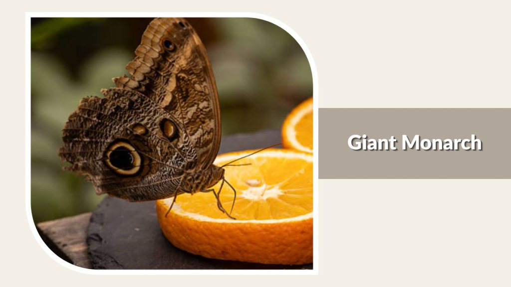  Giant Monarch