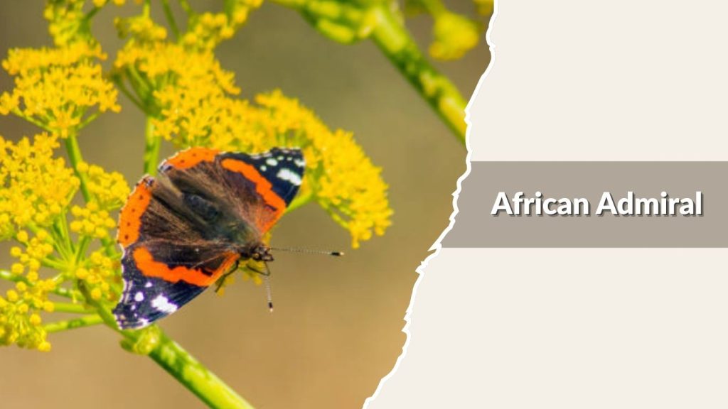 African Admiral