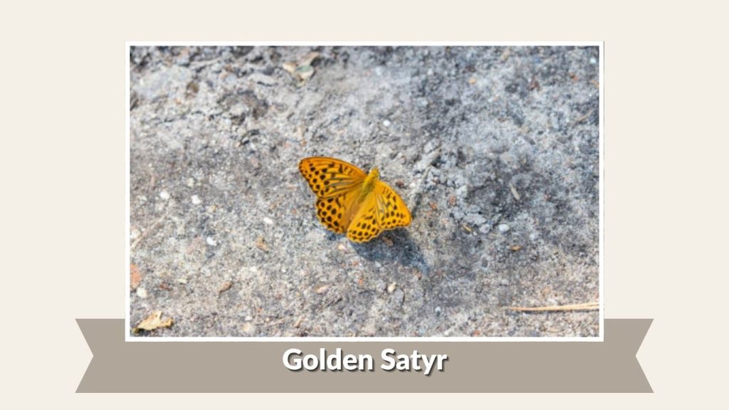 Golden Satyr