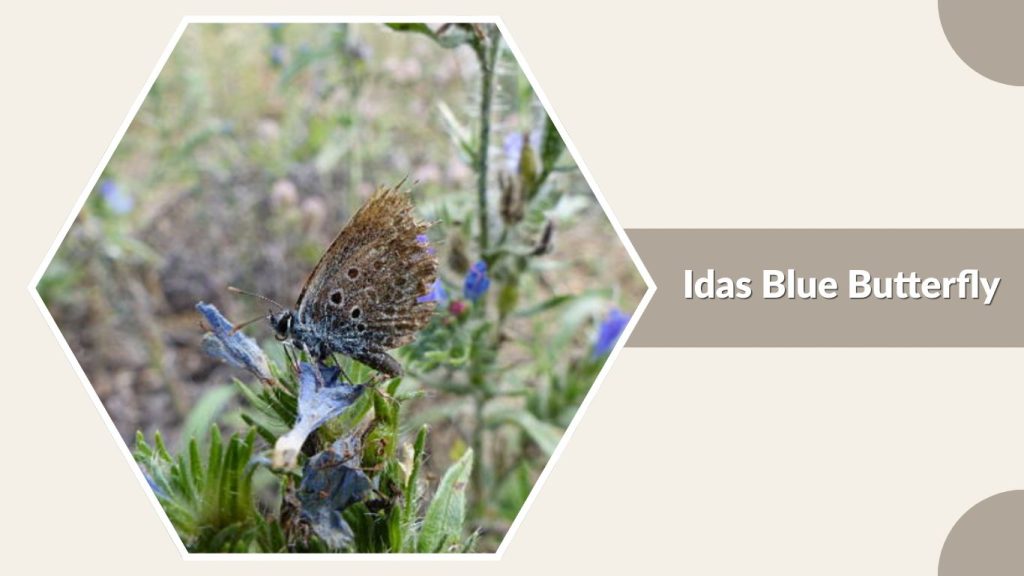 Idas Blue Butterfly