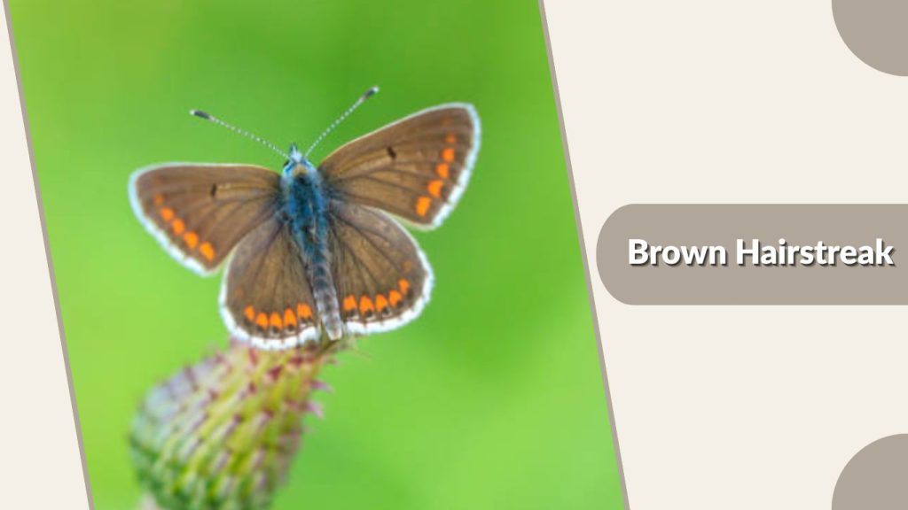 Brown Hairstreak