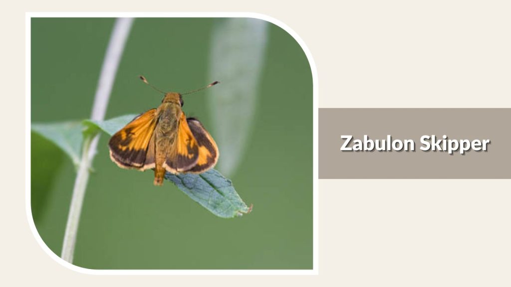 Zabulon Skipper