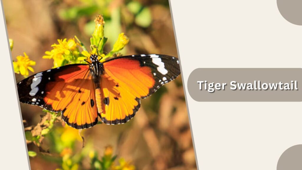 Tiger Swallowtail