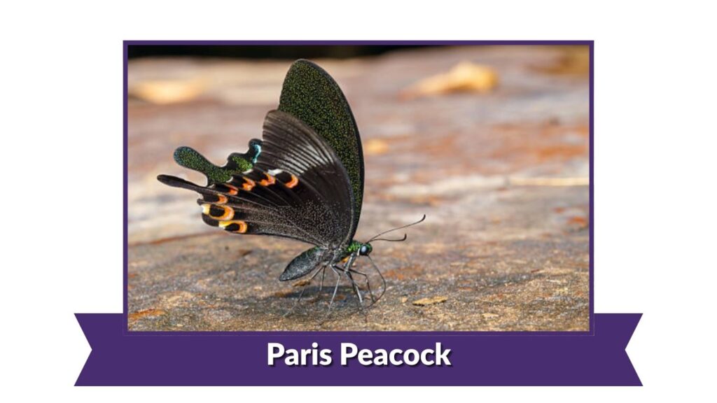 Paris Peacock