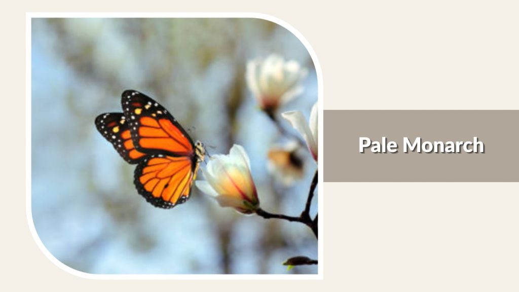 Pale Monarch