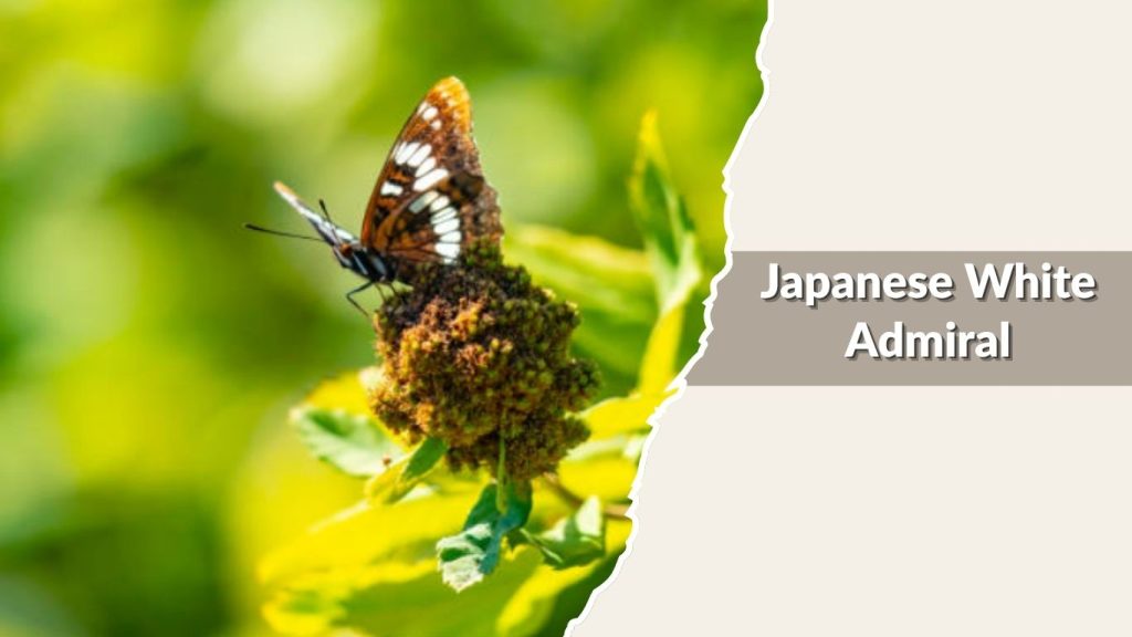Japanese White Admiral