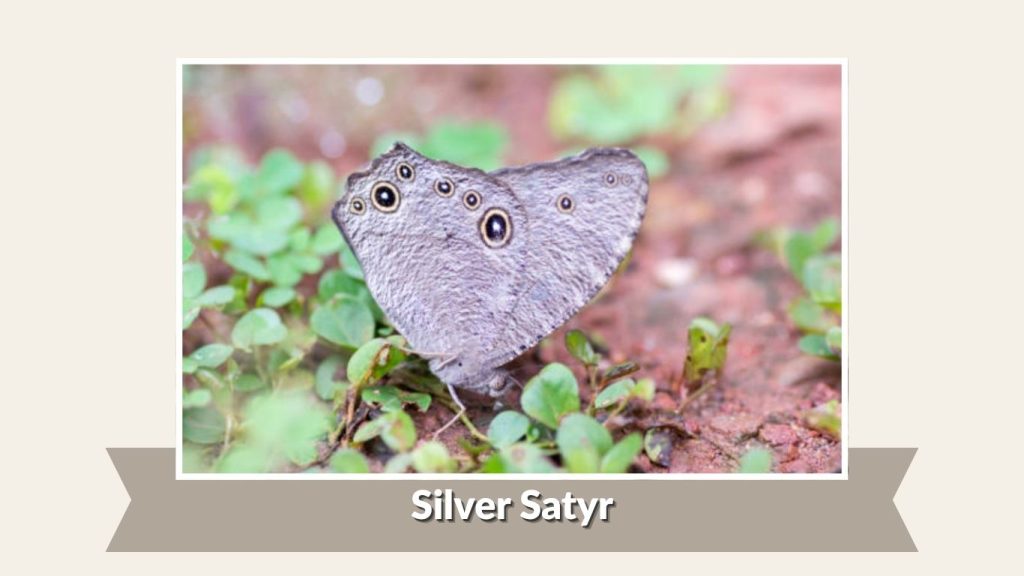 Silver Satyr