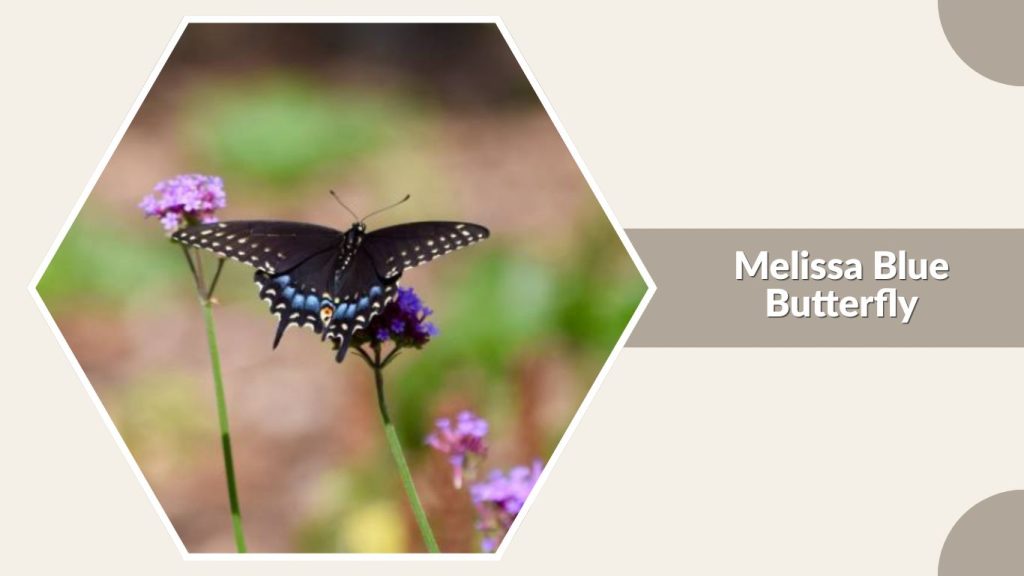 Melissa Blue Butterfly