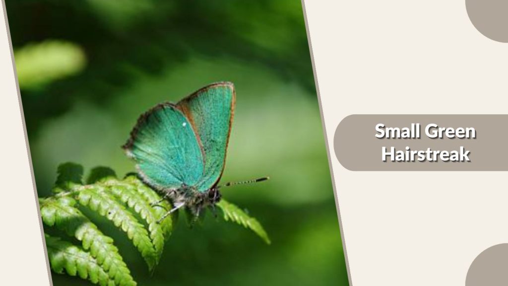 Small Green Hairstreak