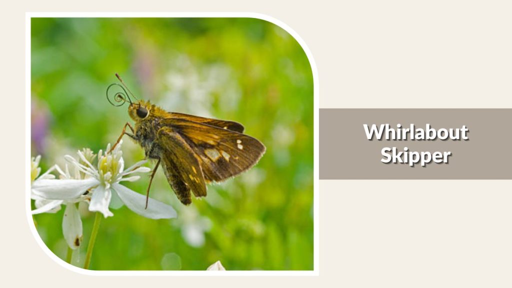 Whirlabout Skipper