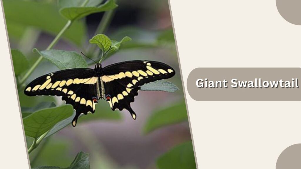 Giant Swallowtail