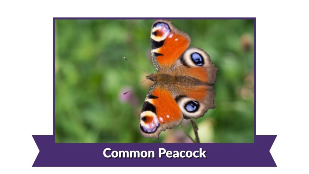 Common Peacock