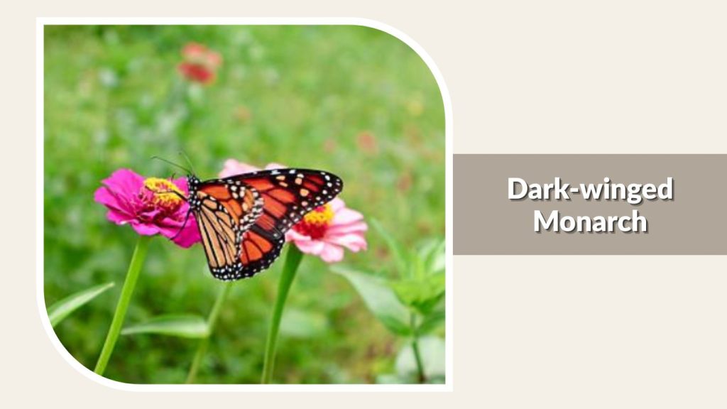 Dark-winged Monarch