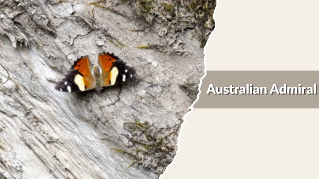 Australian Admiral