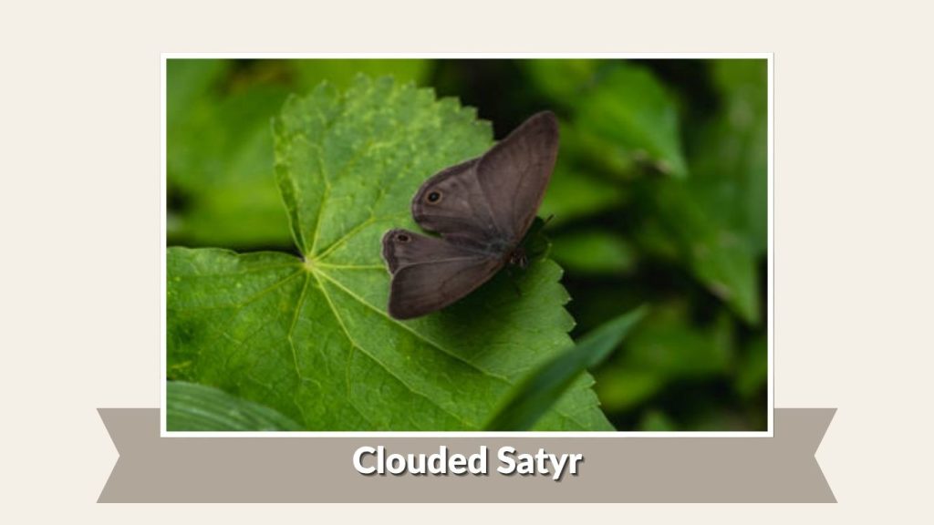 Clouded Satyr