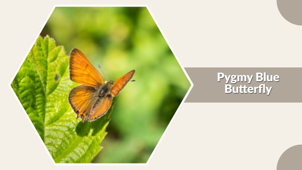  Pygmy Blue Butterfly