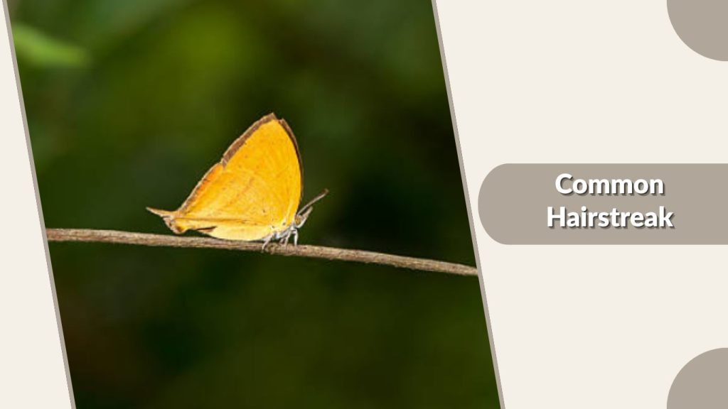 Common Hairstreak