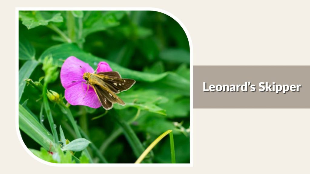  Leonard’s Skipper