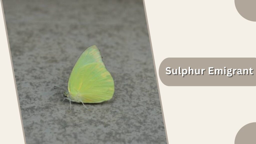 Sulphur Emigrant