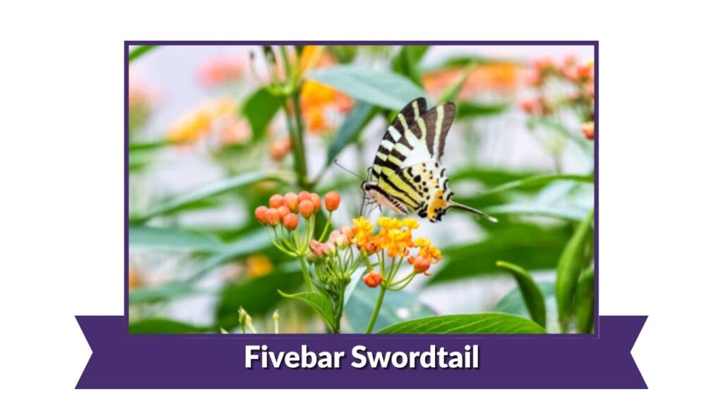 Fivebar Swordtail