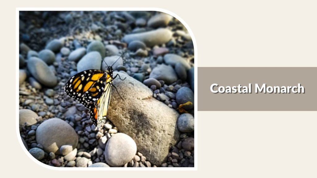 Coastal Monarch