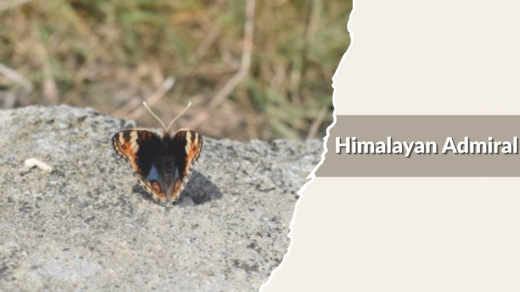 Himalayan Admiral