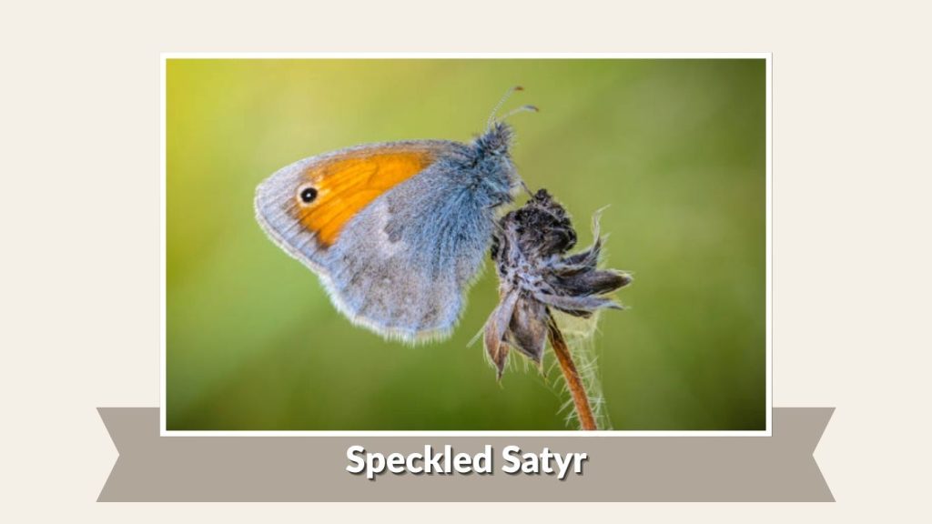 Speckled Satyr