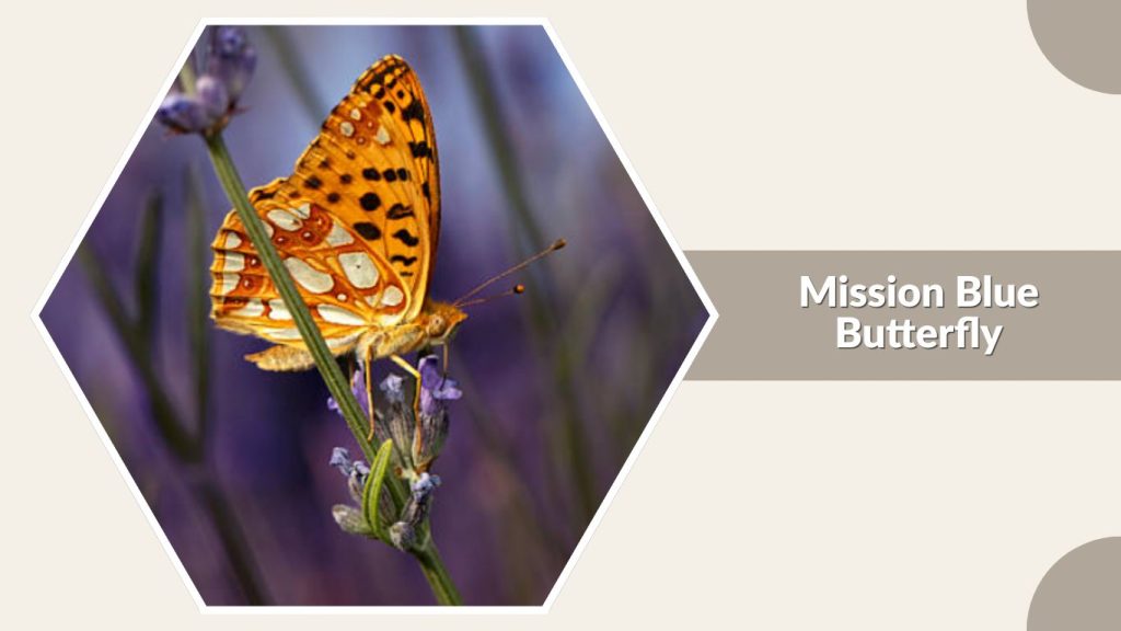 Mission Blue Butterfly