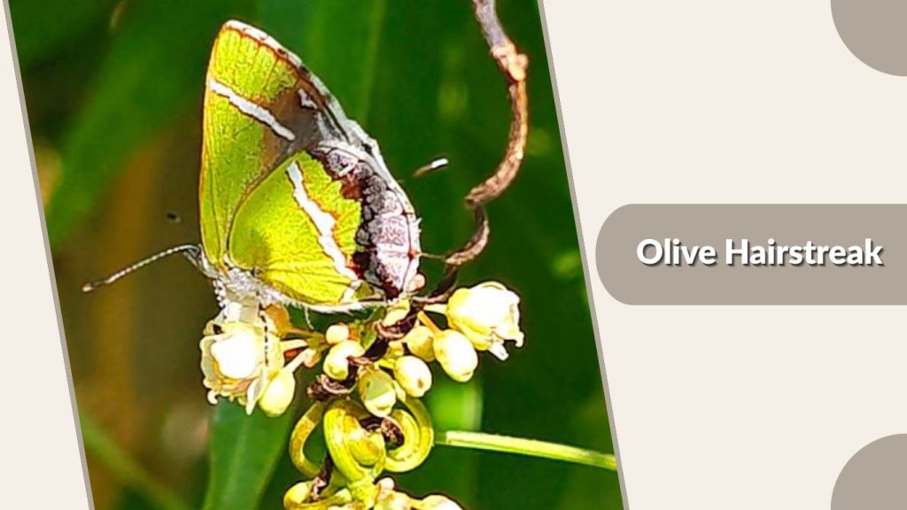 Olive Hairstreak