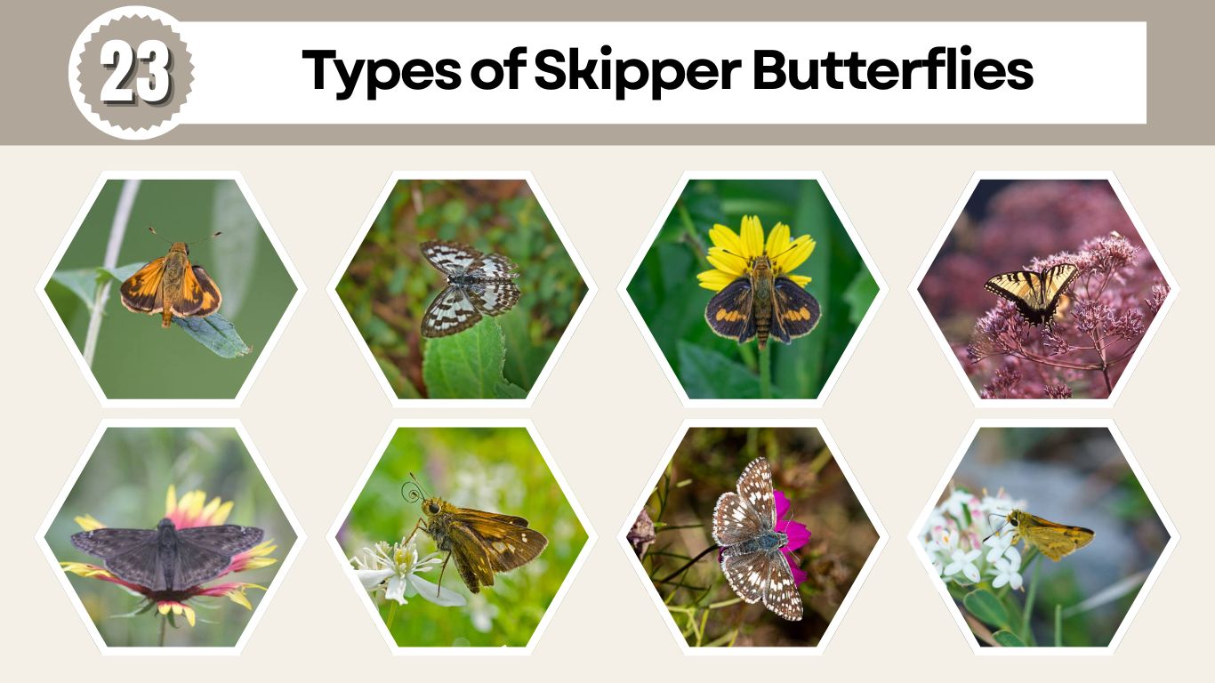 23 Types of Skipper Butterflies: Different Species Identification
